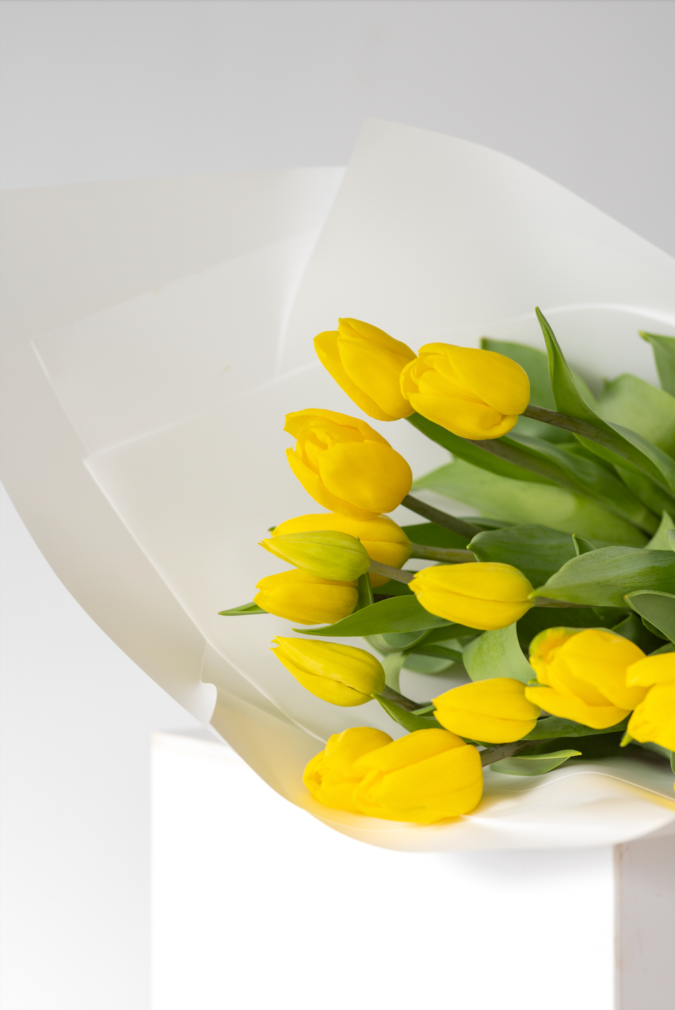 Hello Tulips